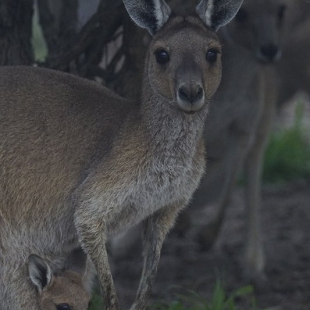 Western Grey Kangaroo